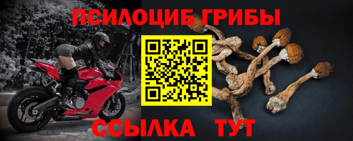 Псилоцибиновые грибы Psilocybine cubensis Пушкино